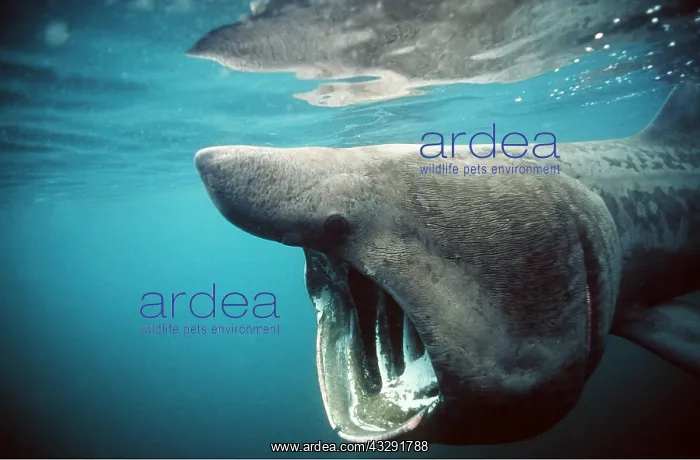 : BASKING SHARK - SIDE VIEW : BASKING SHARK - SIDE VIEW