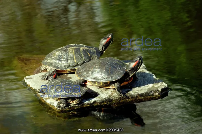 : Basking turtles - Botanical Gardens : Basking turtles - Botanical Gardens