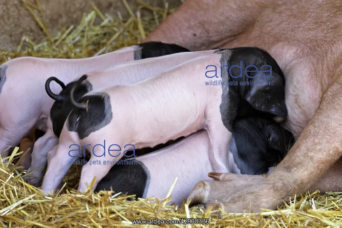 : Basque Pig- f7 day old piglets suckling : Basque Pig- f7 day old piglets suckling