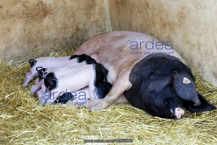 : Basque Pig- female with 7 day old piglets : Basque Pig- female with 7 day old piglets