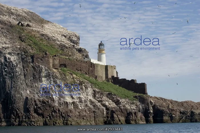 : Bass Rock - 10 kms off coast Bass Rock is 450ft : Bass Rock - 10 kms off coast Bass Rock is 450ft