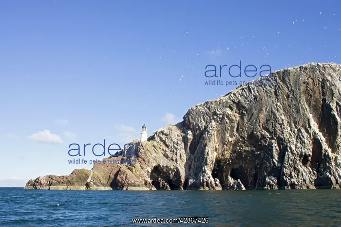 : Bass Rock & gannets : Bass Rock & gannets