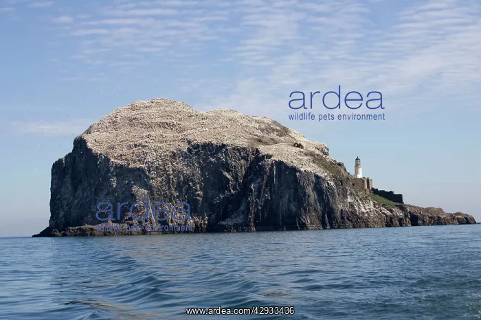 : Bass Rock - home over 70, 000 Northern Gannets as : Bass Rock - home over 70, 000 Northern Gannets as