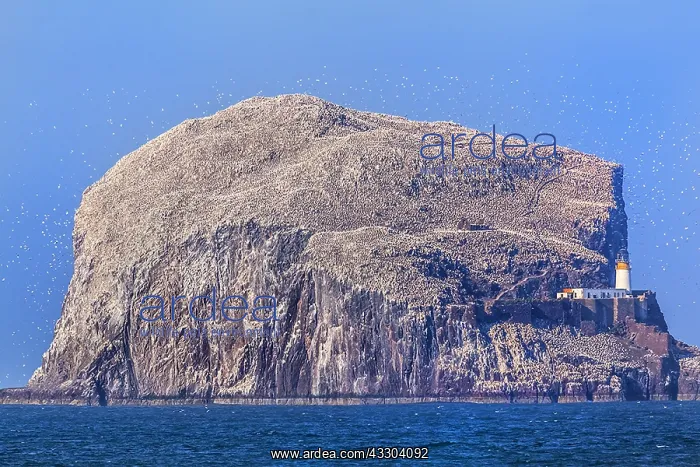 : Bass Rock - off shore rock island populated by many : Bass Rock - off shore rock island populated by many