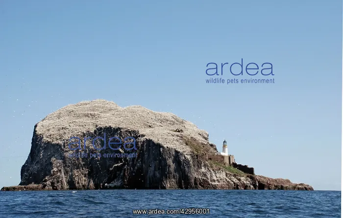 : Bass Rock - a volcanic plug, a major historic seabird : Bass Rock - a volcanic plug, a major historic seabird