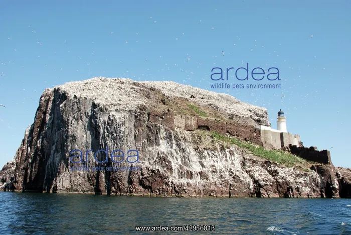  : Bass Rock - a volcanic plug, a major historic seabird