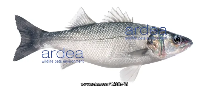  : Bass  /  Sea-dace - in studio