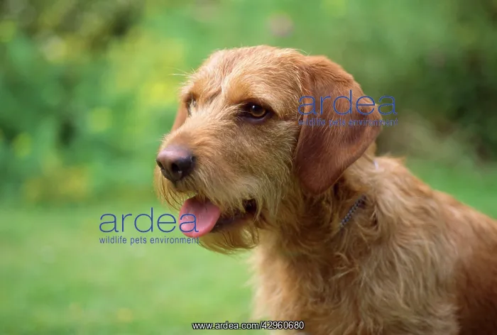 : Basset Fauve de Bretagne Dog : Basset Fauve de Bretagne Dog
