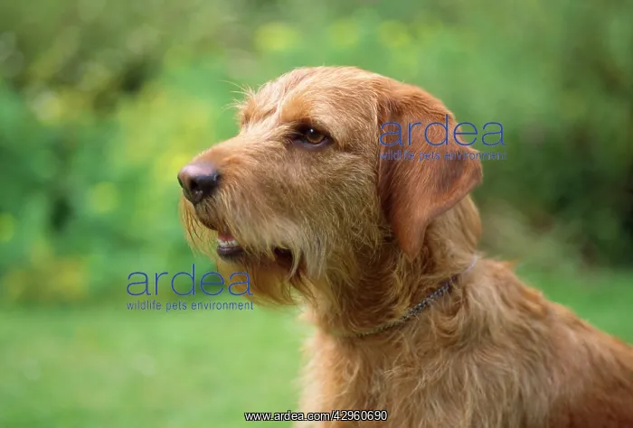 : Basset Fauve de Bretagne Dog : Basset Fauve de Bretagne Dog