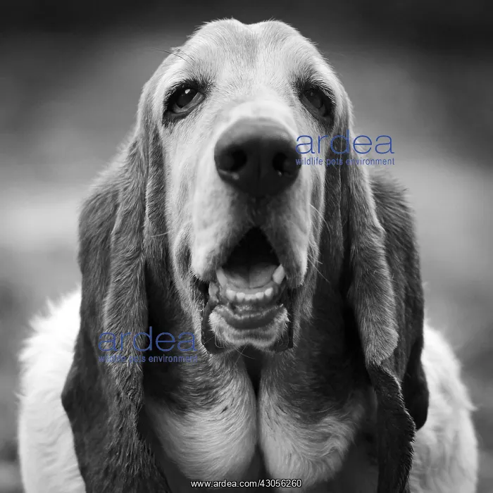  : Basset head watching