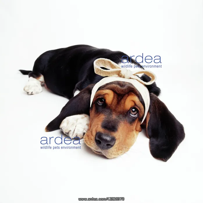  : Basset Hound Dog