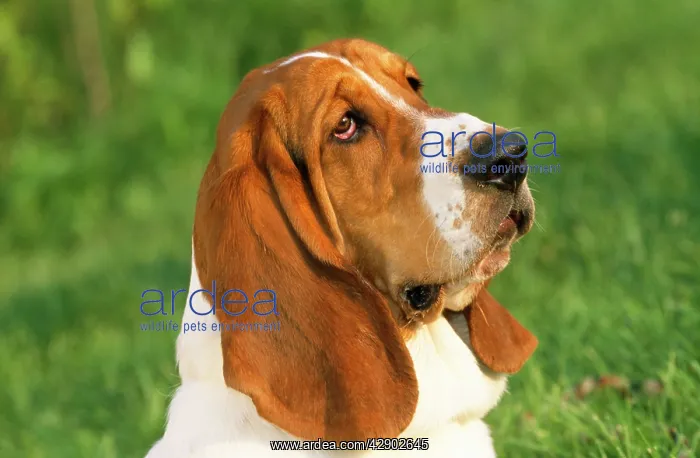  : Basset Hound Dog