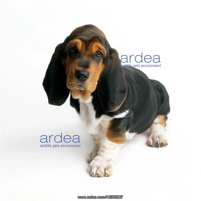  : Basset Hound Dog