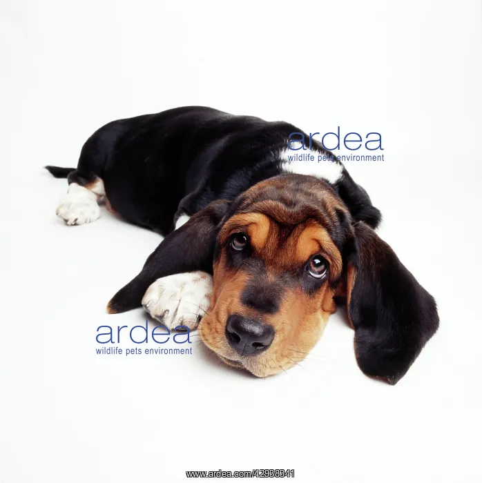 : Basset Hound Dog : Basset Hound Dog