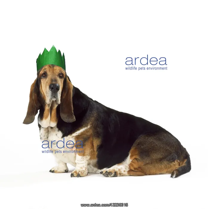 : Basset Hound Dog : Basset Hound Dog