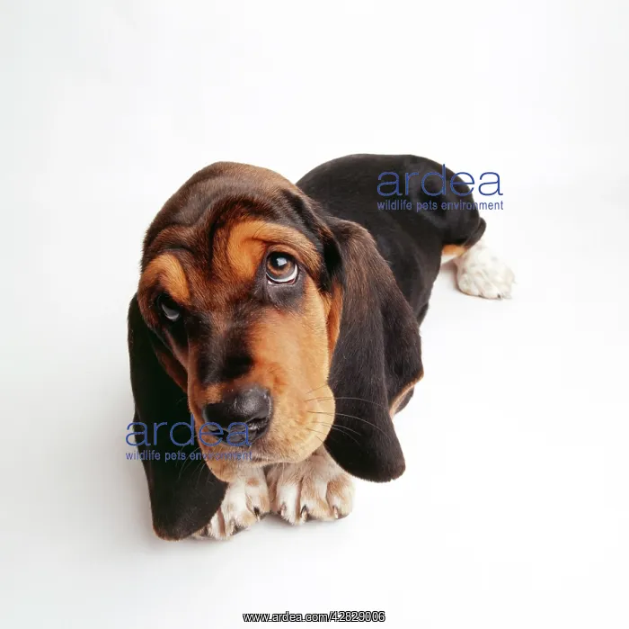  : Basset Hound DOG - close-up