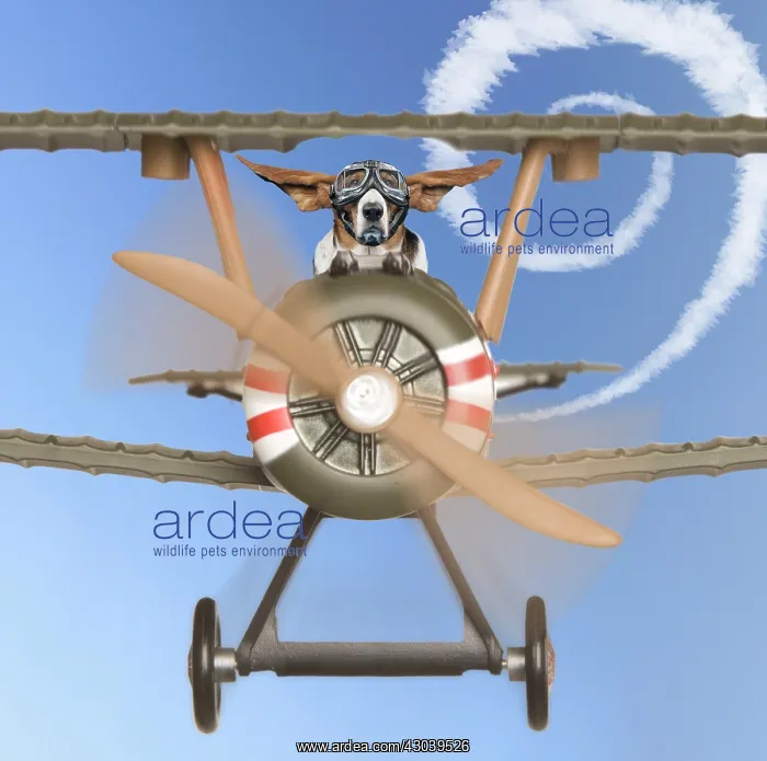 : Basset Hound Dog, flying aeroplane : Basset Hound Dog, flying aeroplane