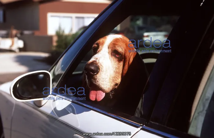 : BASSET HOUND DOG - Head out of car window : BASSET HOUND DOG - Head out of car window