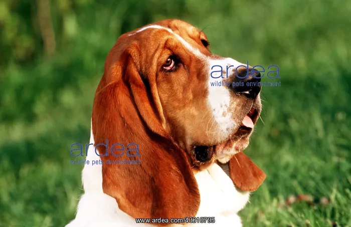 : BASSET-HOUND DOG HEAD PANTING : BASSET-HOUND DOG HEAD PANTING