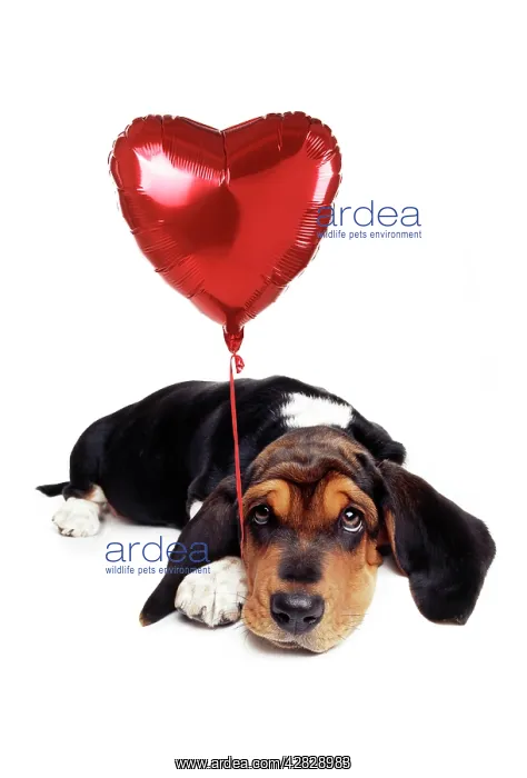  : Basset Hound Dog - with heart shaped balloon