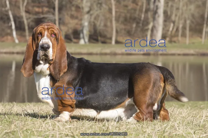  : Basset Hound dog outdoors