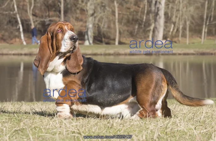 : Basset Hound dog outdoors : Basset Hound dog outdoors