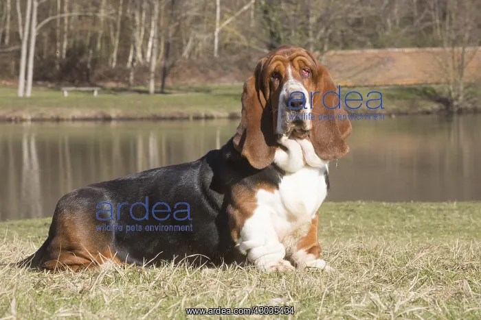 : Basset Hound dog outdoors : Basset Hound dog outdoors