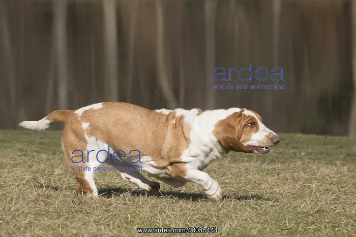 : Basset Hound dog outdoors : Basset Hound dog outdoors