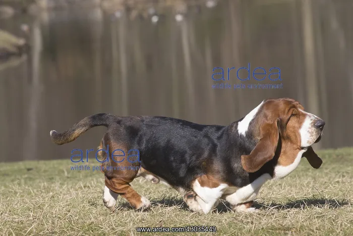 : Basset Hound dog outdoors : Basset Hound dog outdoors