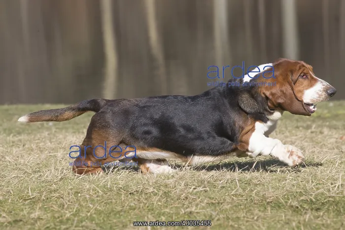 : Basset Hound dog outdoors : Basset Hound dog outdoors