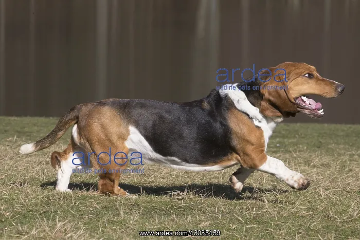 : Basset Hound dog outdoors : Basset Hound dog outdoors