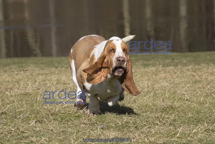 : Basset Hound dog outdoors : Basset Hound dog outdoors
