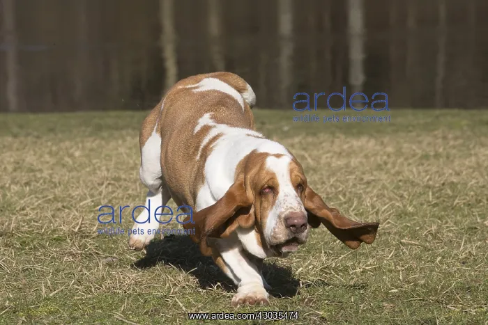 : Basset Hound dog outdoors : Basset Hound dog outdoors