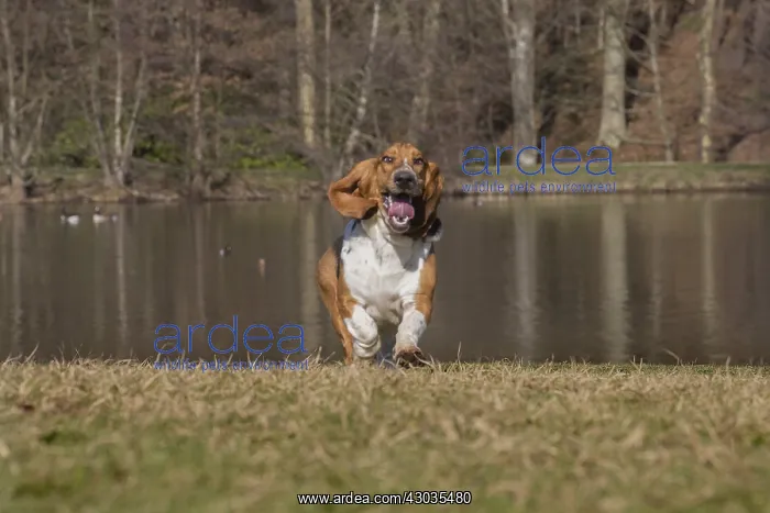 : Basset Hound dog outdoors : Basset Hound dog outdoors
