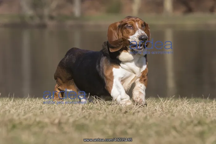  : Basset Hound dog outdoors