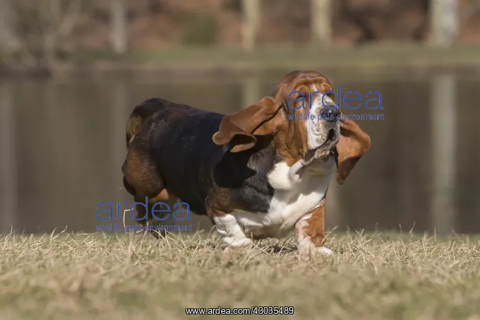 : Basset Hound dog outdoors : Basset Hound dog outdoors