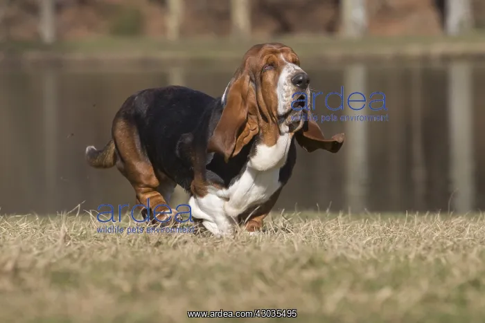 : Basset Hound dog outdoors : Basset Hound dog outdoors