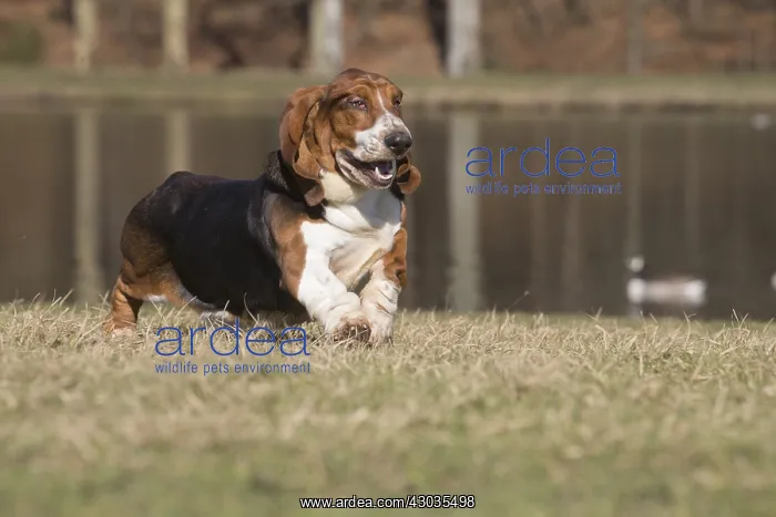  : Basset Hound dog outdoors