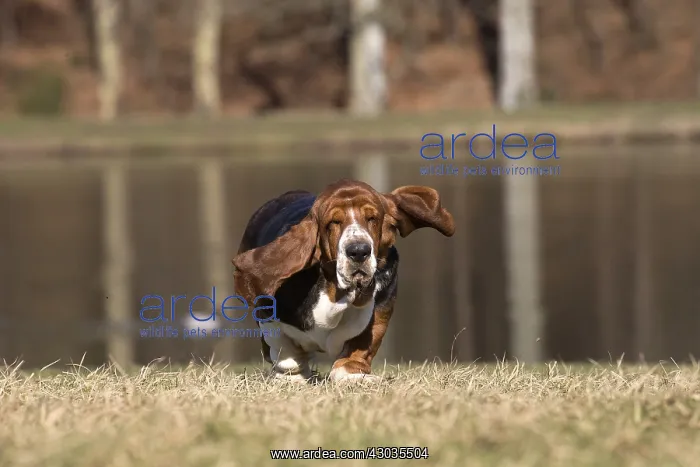 : Basset Hound dog outdoors : Basset Hound dog outdoors