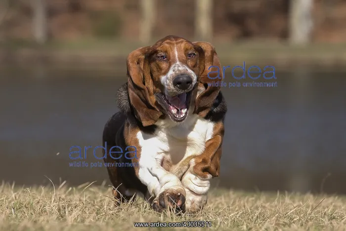: Basset Hound dog outdoors : Basset Hound dog outdoors