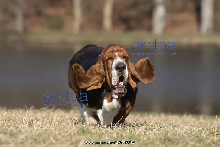 : Basset Hound dog outdoors : Basset Hound dog outdoors