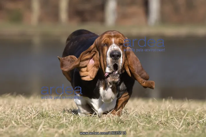 : Basset Hound dog outdoors : Basset Hound dog outdoors