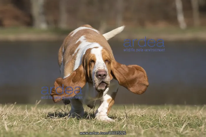 : Basset Hound dog outdoors : Basset Hound dog outdoors
