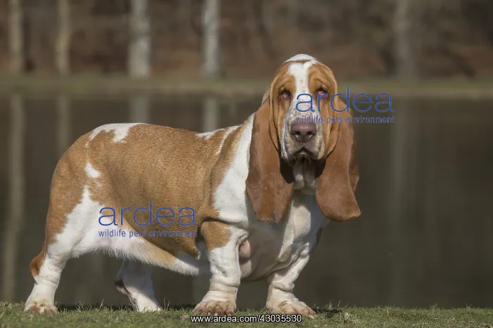 : Basset Hound dog outdoors : Basset Hound dog outdoors