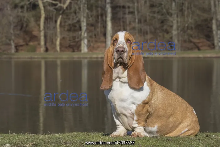  : Basset Hound dog outdoors