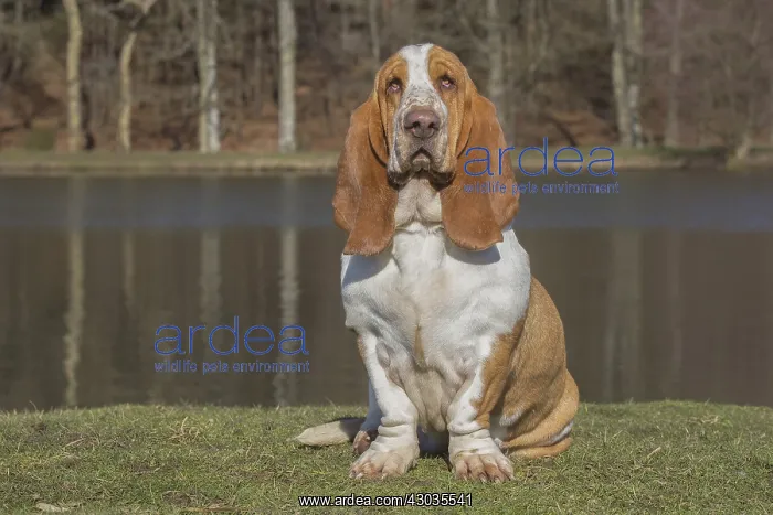 : Basset Hound dog outdoors : Basset Hound dog outdoors