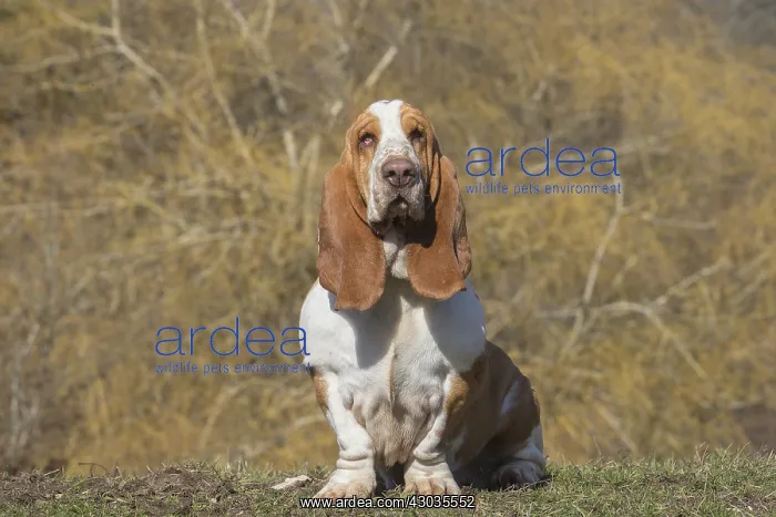 : Basset Hound dog outdoors : Basset Hound dog outdoors