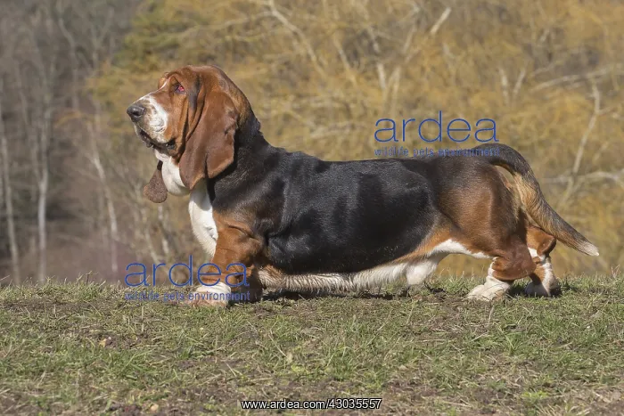 : Basset Hound dog outdoors : Basset Hound dog outdoors