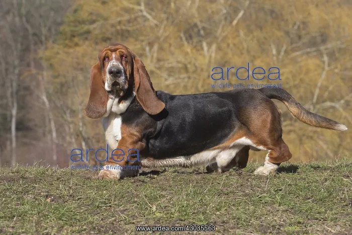 : Basset Hound dog outdoors : Basset Hound dog outdoors