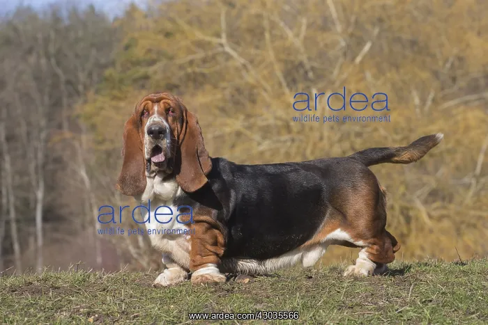 : Basset Hound dog outdoors : Basset Hound dog outdoors